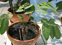 Image result for Phyllanthus polyanthus