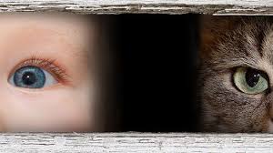 Anterior uveitis is common among cats, but can be a serious condition. New Ocular Toxoplasmosis Review Cats Carry Triple Therapy Clears Hcplive Clinical News For Connected Physicians