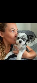 Ring 5)** Chihuahua L/C Mrs ML Taylor Chihuahua S/C