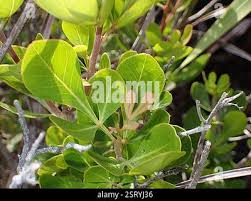 Image result for Searsia lucida