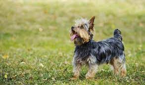 In many cases, this is a matter of another larger breed somewhere in the bloodline (more ahead). Yorkshire Terrier Dog Breed Information