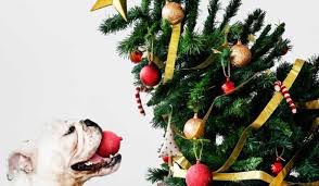 Ces abréviations sont en réalité issues du jargon commun fin de journée (selon horaire de travail). Dangers Des Fetes De Fin D Annee Pour Le Chien Toutoupourlechien Com