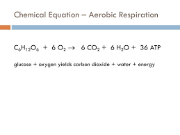 The overall (unbalanced) chemical equation for cellular respiration is: Write Down The Chemical Equation For Aerobic Respiration Tessshebaylo