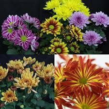 Image result for Chrysanthellum indicum