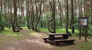 Las, silesian voivodeship, a village in southern poland. Krzywy Las Wciaz Intryguje Lasy Panstwowe