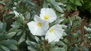 Image result for Convolvulus aschersonii