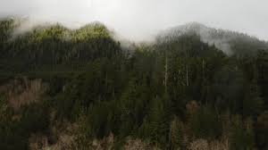 134 Misty Washington Woods Stock Video Footage