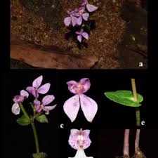 Image result for Disperis