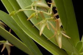 Image result for Tridactyle eggelingii