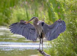 Image result for Blepharis gazensis