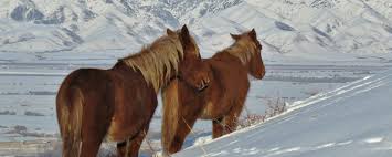 Il est content car, il a fini par avoir la femme qu'il désirait. Un Cheval En Hiver Etre Pret En 10 Points