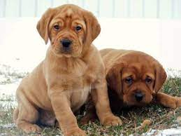 Find dogs and puppies for adoption at. Redwood English Labradors Labrador Puppies Akc English Labradors