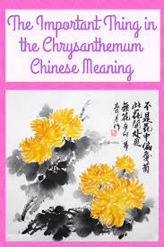 The Important Thing In The Chrysanthemum Chinese Meaning Chrysanthemum Chinese Chrysanthemum Meaning Chrysanthemum