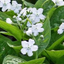 Image result for Omphalodes verna