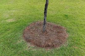 Pine needles are high in vitamin c, and have been known in the past to keep they are on the acidic side, so if your soil is already acidic you may want to mix the pine needles the best part about using pine needles in the garden is that they are free and usually very easy to. 15 Uses For Pine Needles Around The Home And Garden