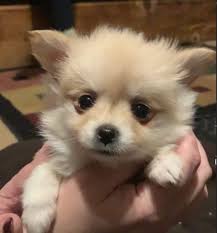Shop target sarasota store for furniture, electronics, clothing, groceries, home goods and more at prices you will love. Manatee County Reaches New Low With Puppy Thieves