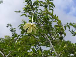 Image result for Gardenia cornuta