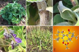 Image result for Coleus barbatus