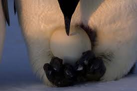 This can sometimes solve the infertility problem and result in healthy hatchlings. Emperor Penguins Are Good Dads Earth Earthsky