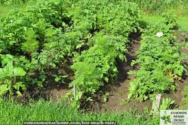 Row gardening is a style of growing vegetables that people have been using for hundreds of years. Too Much Rain In The Garden Managing Wet Dirt And Waterlogged Plants