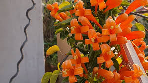 Image result for Pyrostegia