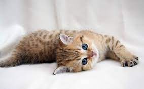 Fluffy Kitten Wallpapers Free Fluffy Kittens Kitten Wallpaper Cute Cats And Kittens