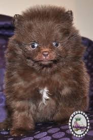 Teacup Black And Brown Pomeranian Brown Pomeranian Puppy Pomeranian Puppy Pomeranian Puppy Teacup Pom Dog