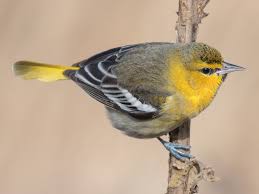 We did not find results for: Bullock S Oriole Ebird