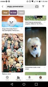 Some Angry Pomeranians Pomeranian Puppy Teacup Pomeranian Dog Pomeranian Puppy