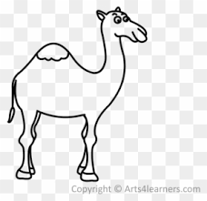 6 step:5 now do the sketch. How To Draw A Camel Easy Step By Step Drawing Free Transparent Png Clipart Images Download