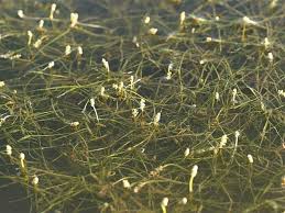 Image result for Potamogeton trichoides