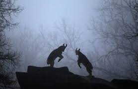 Mountain Goats Fight In Their Enclosure At The Zoo In Wuppertal Mountain Goat Animal Society Wuppertal