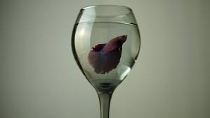 There is other fish living in my fish tank, a few cardinal tetras, two guppies which are his best friends, a pleco, and a cory catfish. Shutterstock