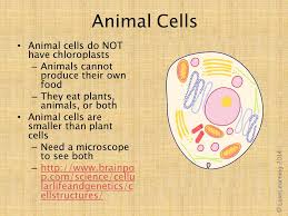 Check spelling or type a new query. Plants And Animals Plants And Animals Are Made Up Of Millions And Millions Of Tiny Parts Called Cells C Lovelearning Ppt Download