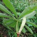 Image result for Musanga