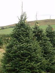 We, at fraser tree care mean it when we say we're here to help you. Real Fraser Fir Christmas Trees Freshly Cut Christmas Trees