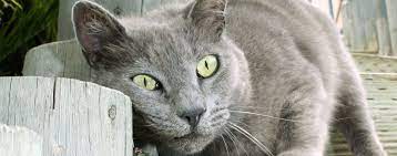 Territorial Marking Behavior In Cats Hartz