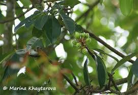 Image result for Pentadesma