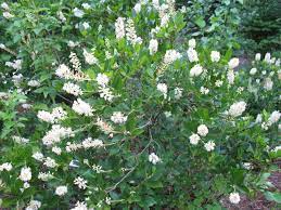 Beautiful double flowering philadelphus (mock orange). Summersweet Blooming Now Using Georgia S Native Plants Shade Tolerant Plants Plants Landscape Nursery