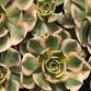 Coachwood Nursery Succulent Workshop