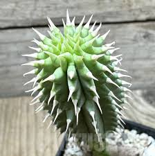 Image result for Hoodia currorii
