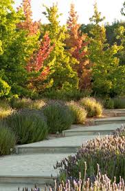 Campo En Casa Blanca Chile Plantas Jardin Jardineria Jardines