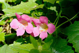 Great savings & free delivery / collection on many items. Pest Plants Bay Of Plenty Regional Council Toi Moana