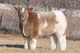 super flauschig so sehen kuhe nach dem fohnen aus