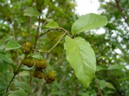 Image result for Lasiodiscus pervillei