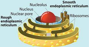 Endoplasmic Reticulum Er Definition Structure Functions And Diagram