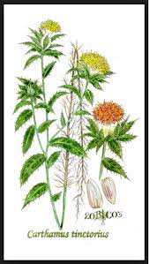 El cártamo seco tiene un hermoso color naranja y verde. Cartamo O Azafran Silvestre Propiedades Medicinales De Esta Planta