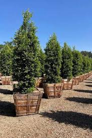 Image result for Ficus demeusei
