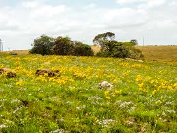 Image result for Basananthe sandersonii