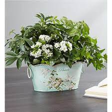 We did not find results for: 1 800 Flowers Peace Healing Dish Garden Green Bay Wi